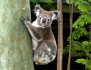 Beautiful Koala (not a bear) Photographer S.Jardine