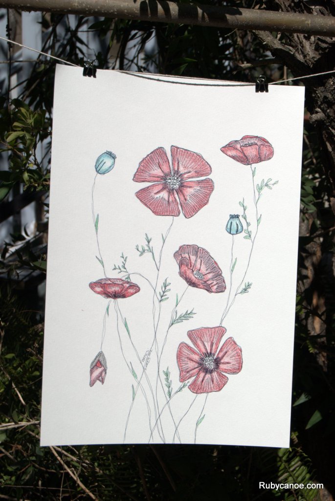 Poppies Illustration. Coloured Pencils on Canvas Paper