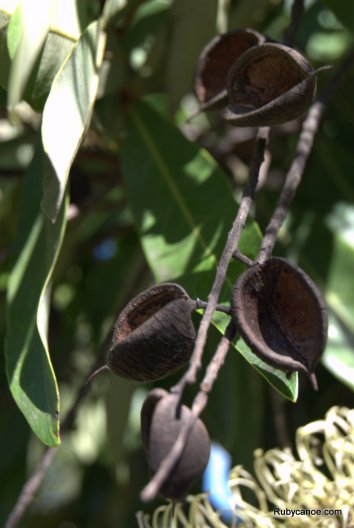Wattle seed pods, they always look like they are singing to me. Such happy seed pods.