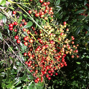 Red berries.  26.04.13