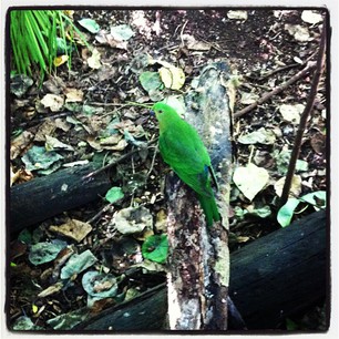 26/04/13 Green Parrot.