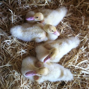 All the little ducks in a row.  26.04.13