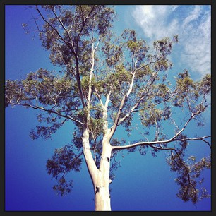 Gum Tree 26.04.13
