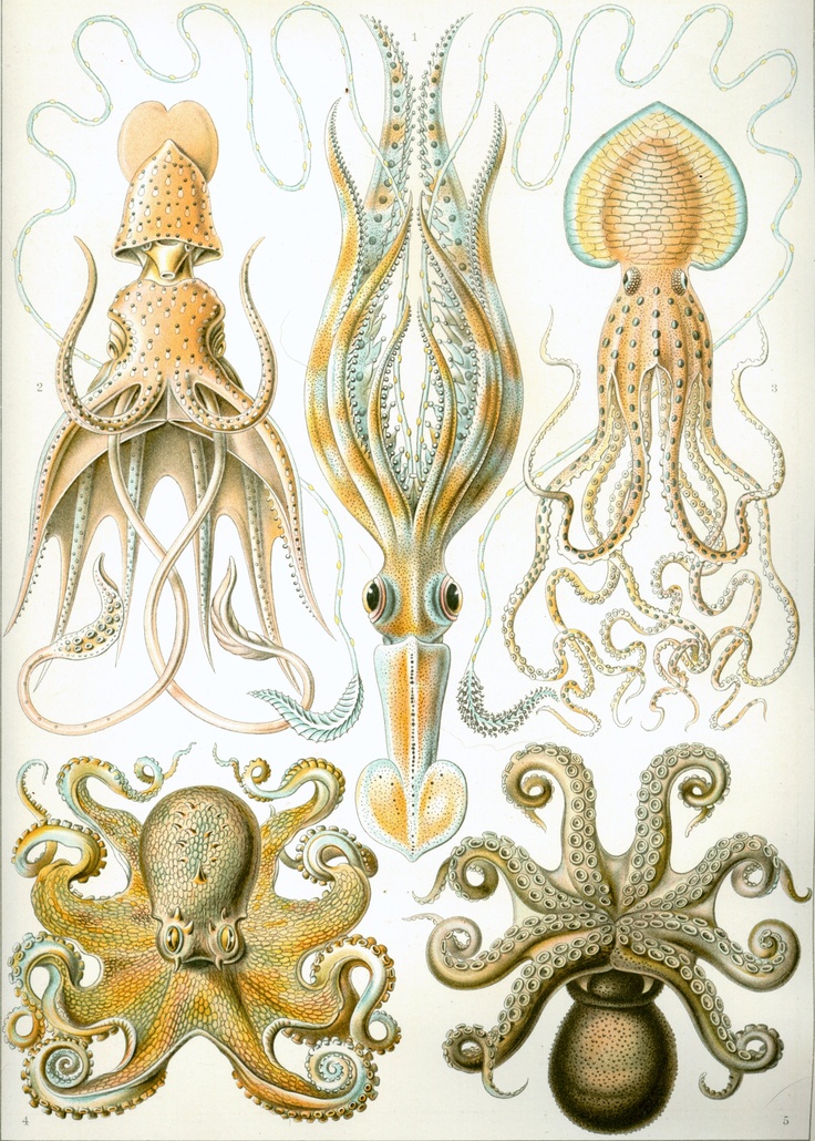Octopus.