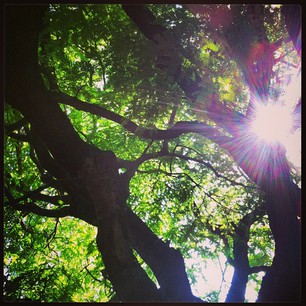 under the tree 26.04.13