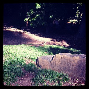 Water Dragon 26.04.13