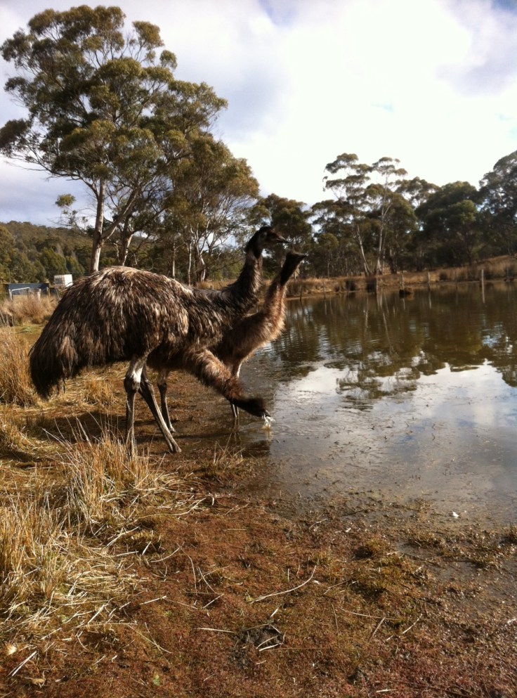 Mama emu and her two babies