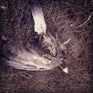 An unfortunate end for a galah.  26.04.13