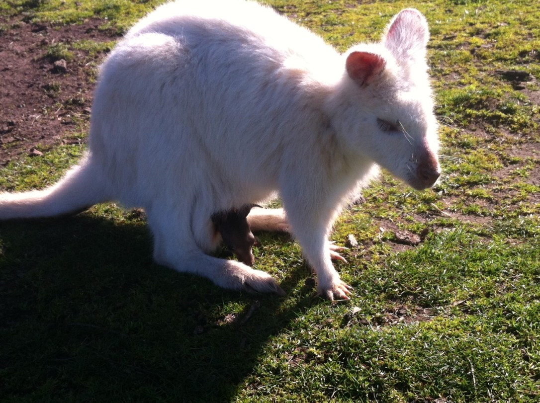 whitebabyroo