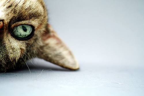 263231958_ff8cd34214