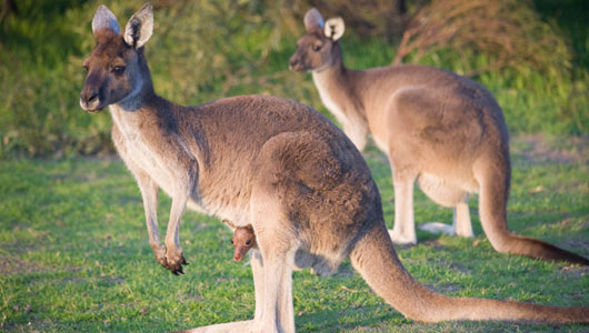 Cute girl kangaroos.