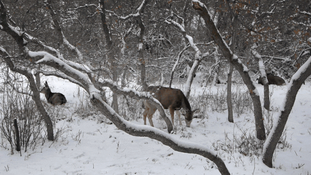 cinemagraph-gifs-deer