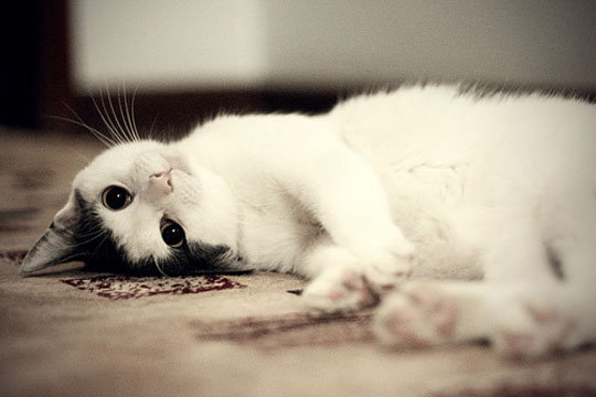 funny-cute-cat-head-looking-upside-down