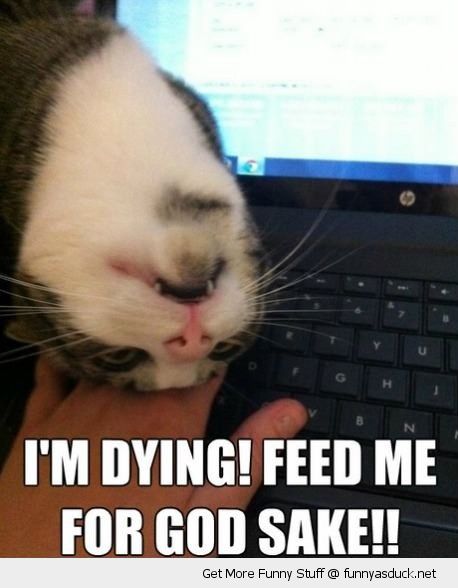 funny-dying-feed-me-gods-sake-cat-upside-down-laptop-pics