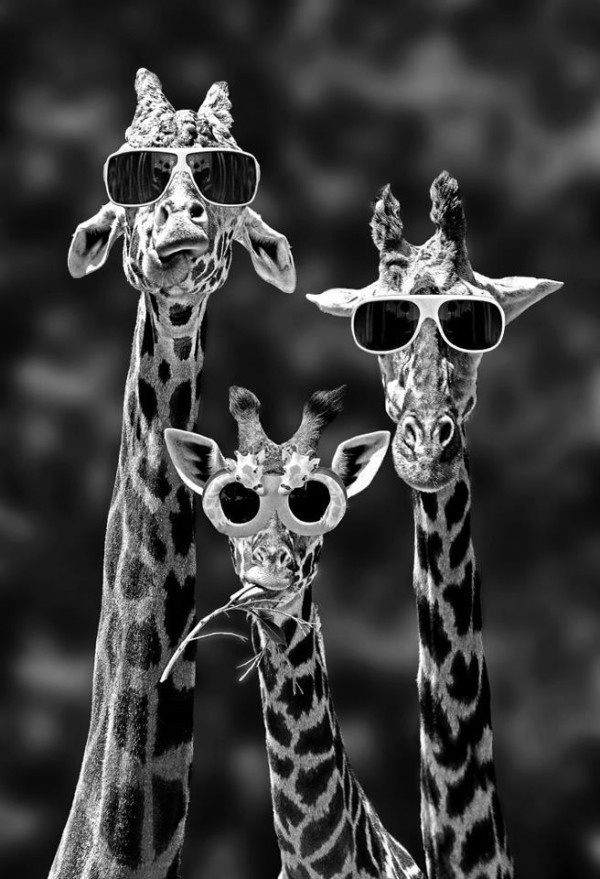 Party Giraffes